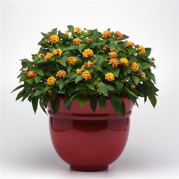 Bloomify™ Orange Container