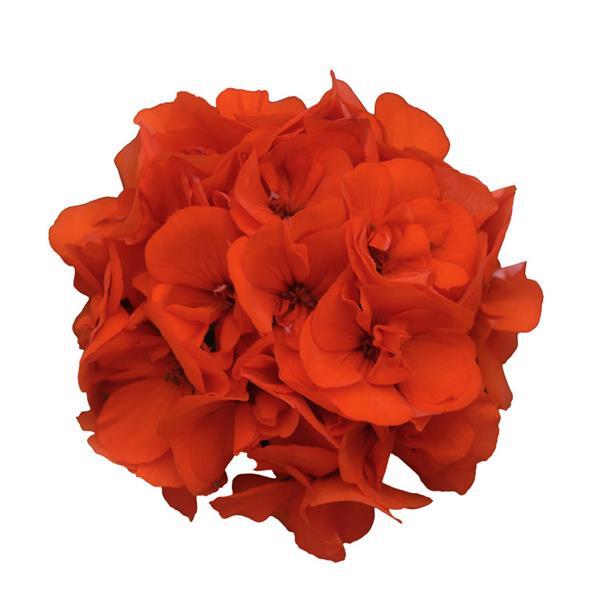 Dynamo™ Orange Bloom