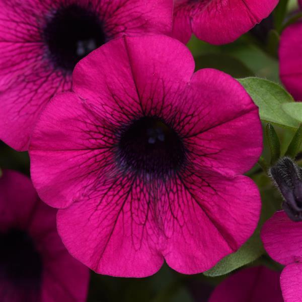 ColorRush™ Purple Bloom