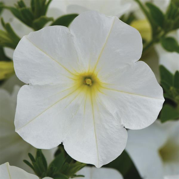 ColorRush™ White Bloom