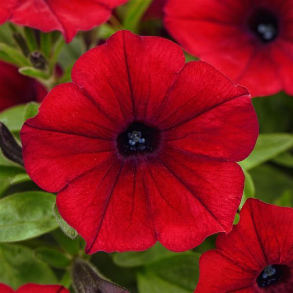 ColorRush™ Red Improved Bloom