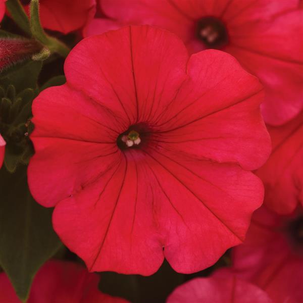 ColorRush™ Watermelon Red Bloom