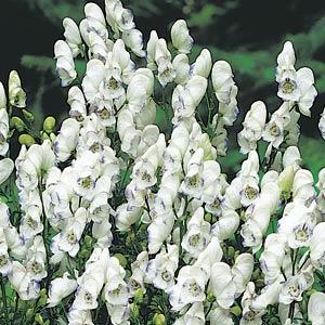 Aconitum cammarum Eleanora Bloom
