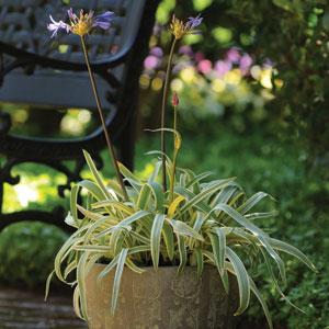 Agapanthus Gold Strike Container