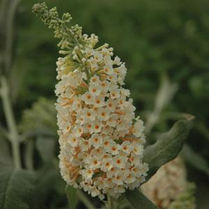 Flutterby Grande<sup>®</sup> Vanilla Bloom