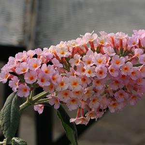 Flutterby Grande<sup>®</sup> Peach Cobbler Bloom