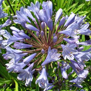 Agapanthus Blue Flare Bloom
