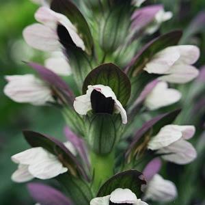 Acanthus Morning Candle Bloom