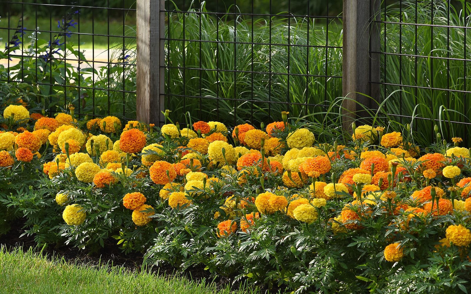 Photos of flowers near fence