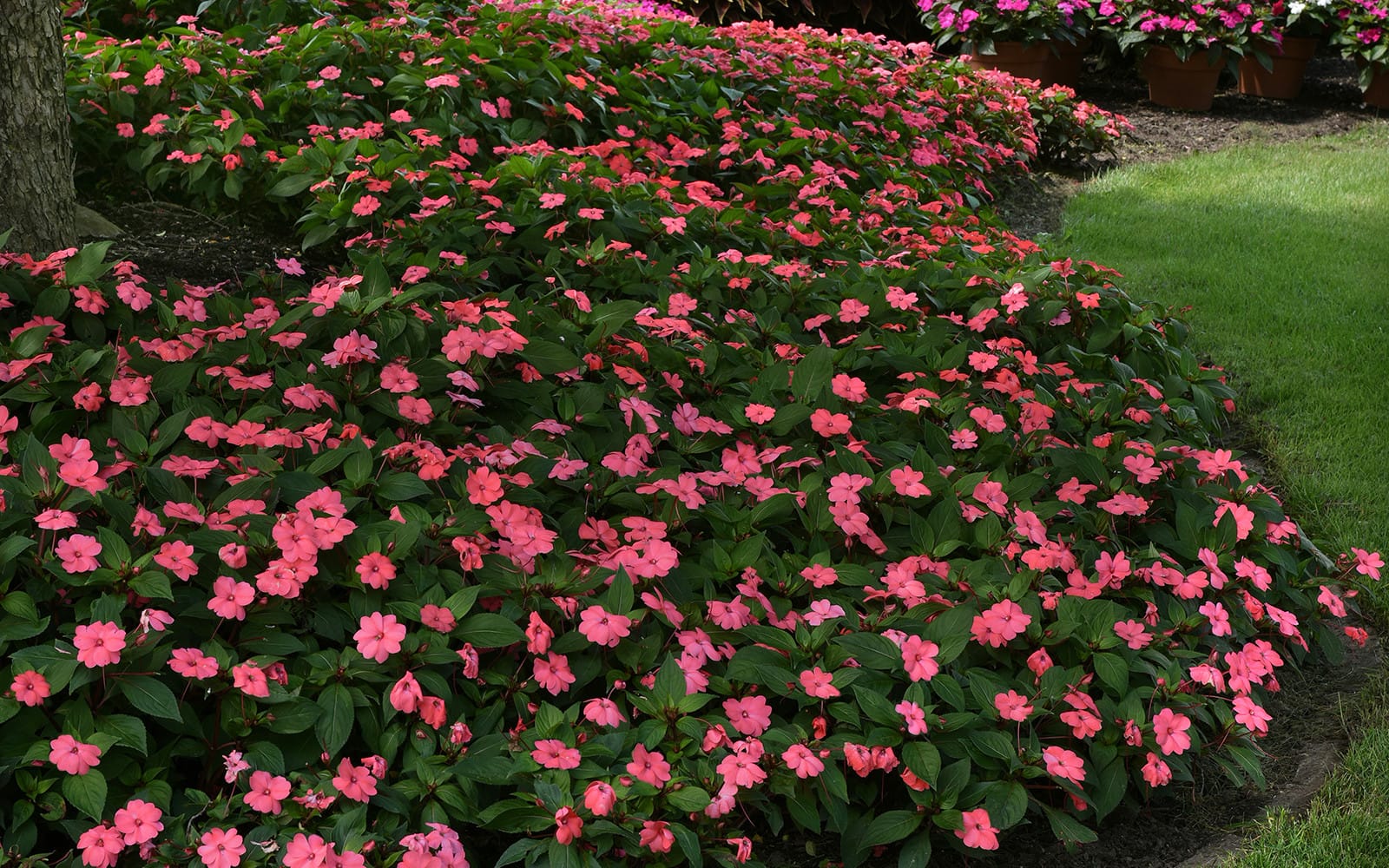 Photo of SolarScape impatiens landscape